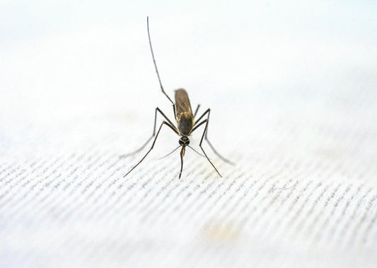 Your Comprehensive Guide to Soothing Itchy Bug Bites Naturally