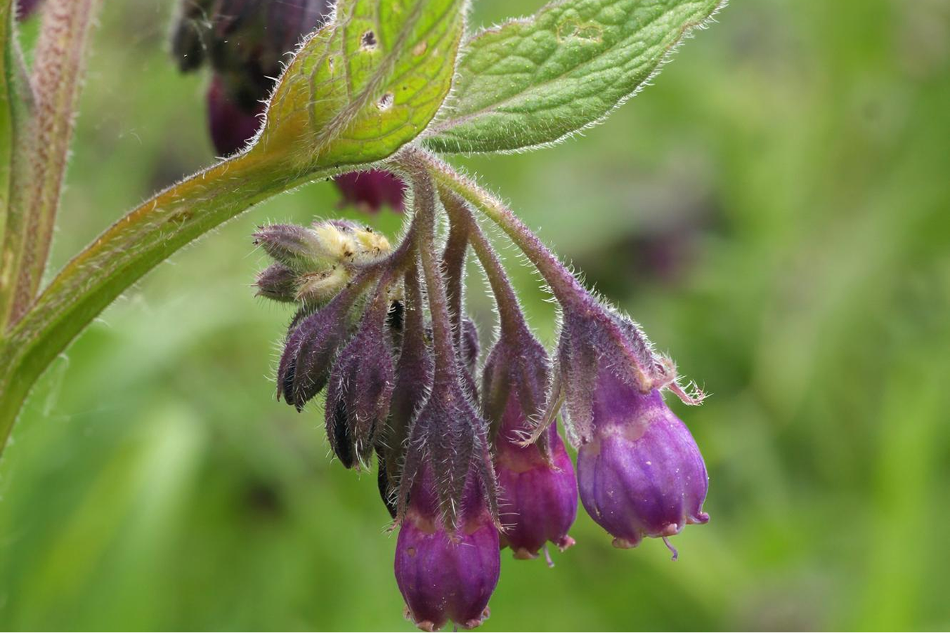 Allantoin