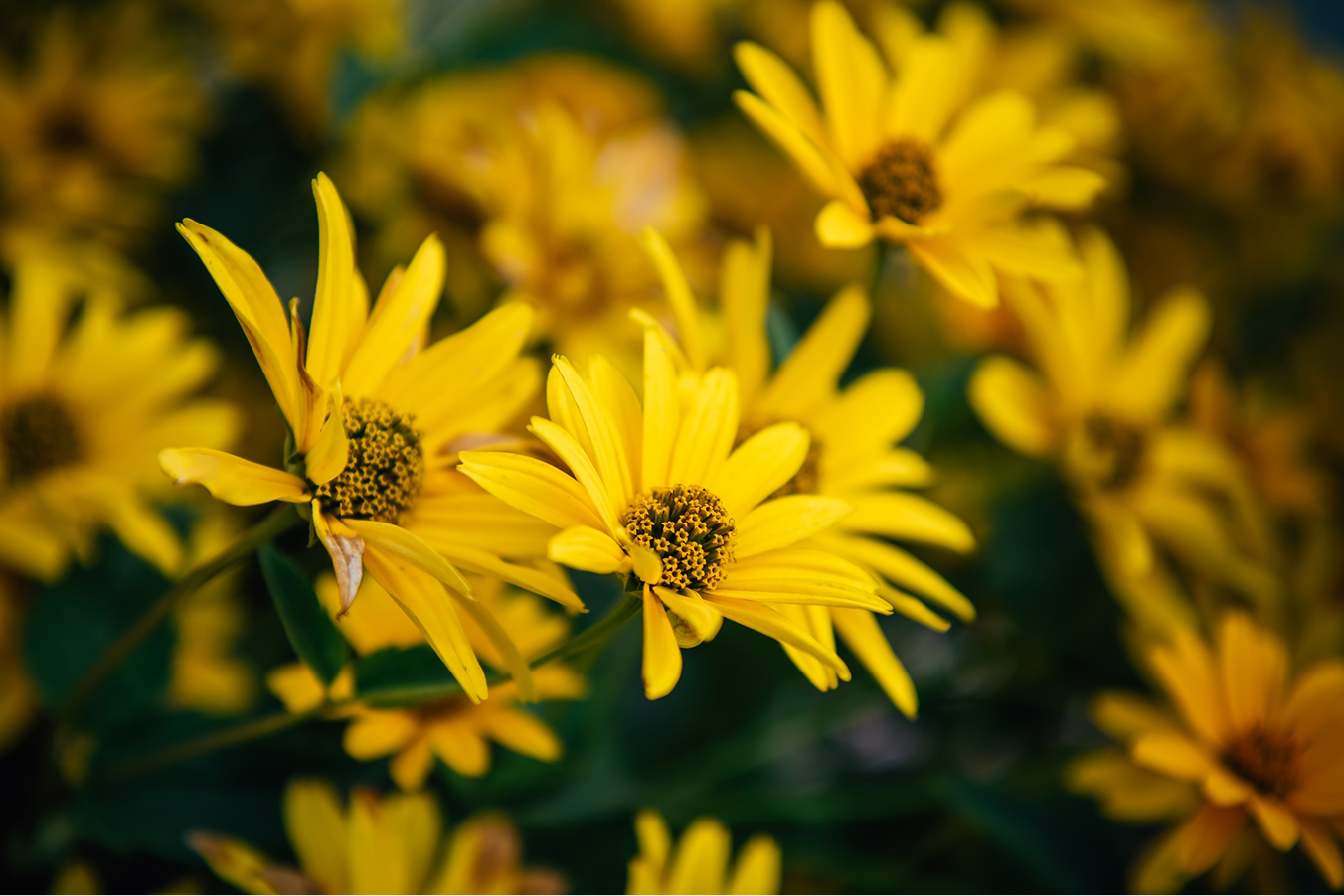 Arnica
