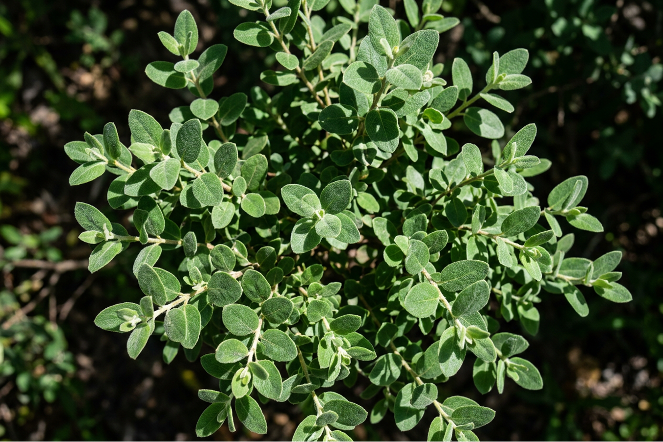 Eucalyptus Leaf Oil