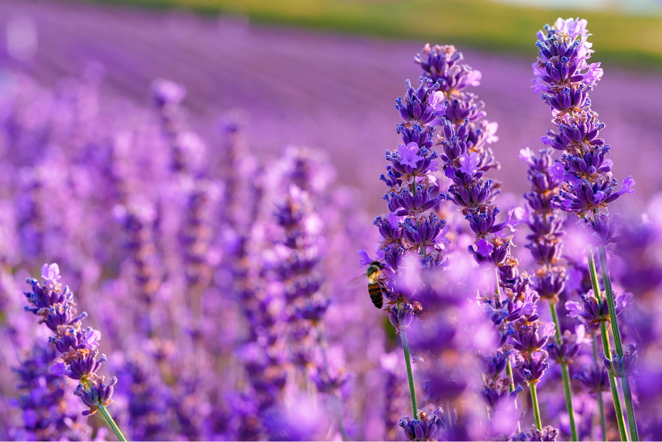 Lavender Oil