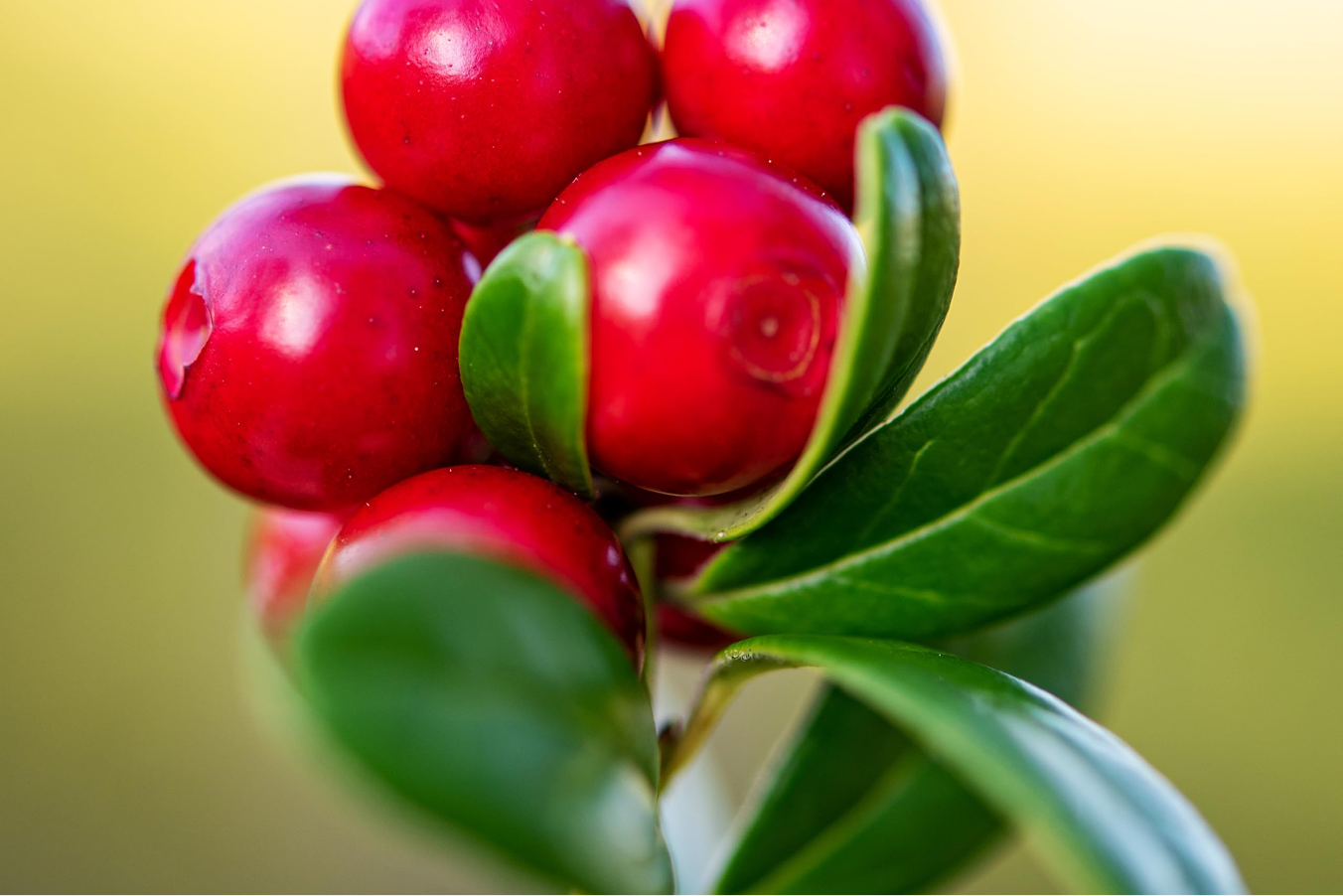 Oil of Wintergreen