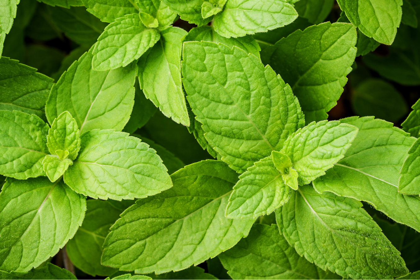 Peppermint Oil