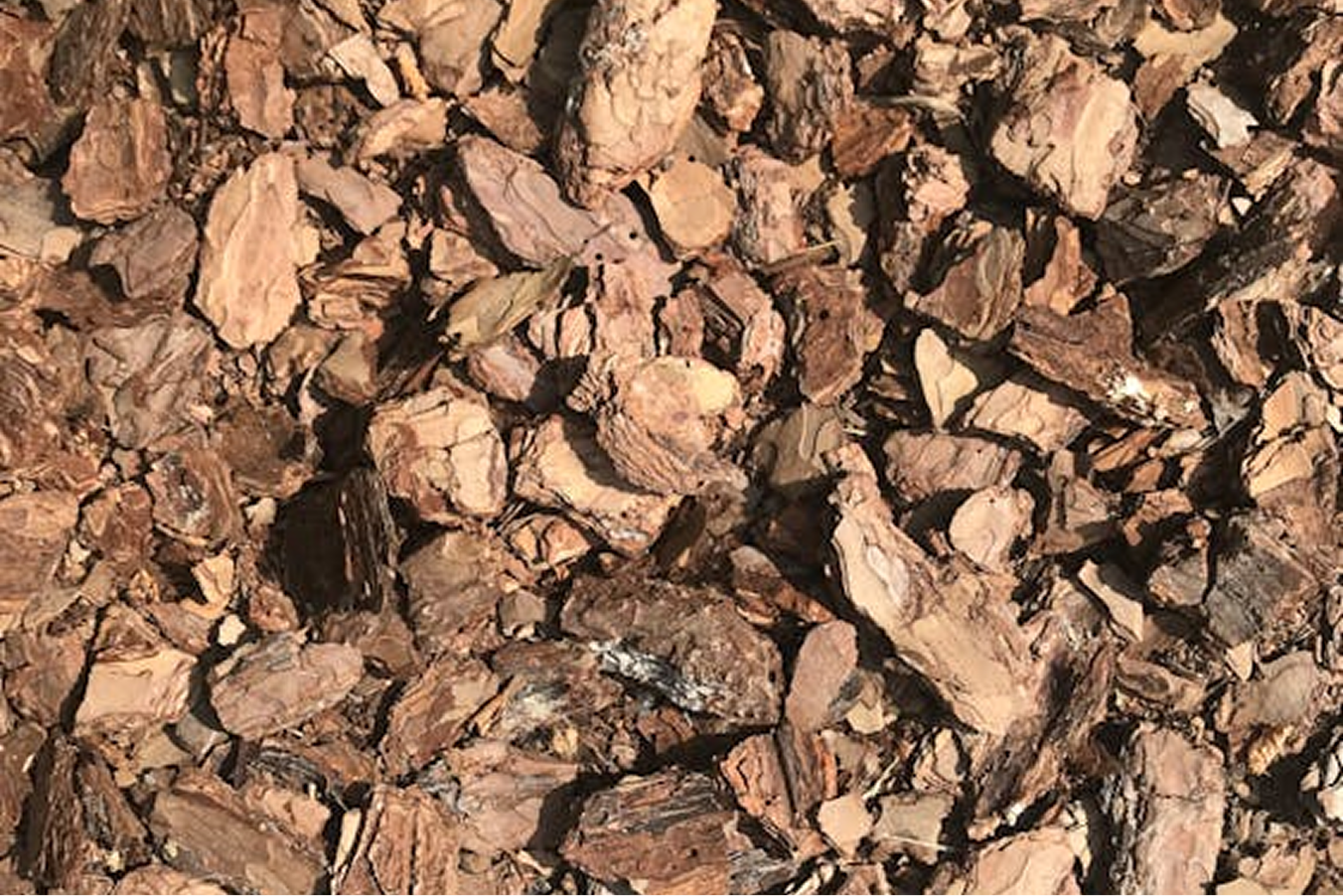 Pinebark Extract