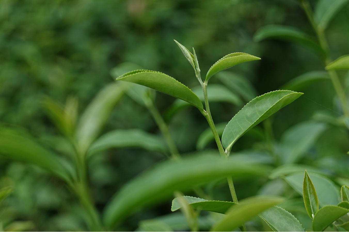 Tea Tree Oil