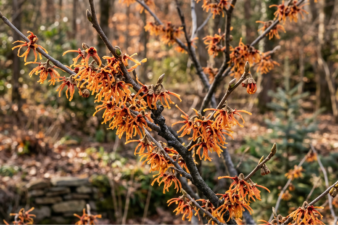 Witch Hazel